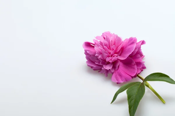 Fiore di peonia — Foto Stock