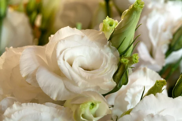 Weiße Rosen — Stockfoto