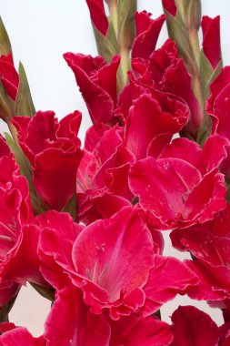 Kırmızı gladiolus beyaz üzerine izole