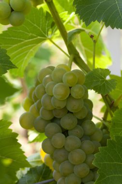 Üzüm bağında beyaz üzümler