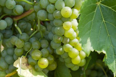 Üzüm bağında beyaz üzümler
