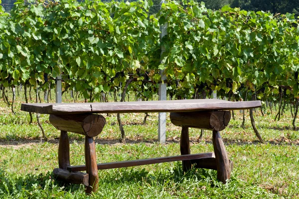 Witte druiven in de wijngaard — Stockfoto