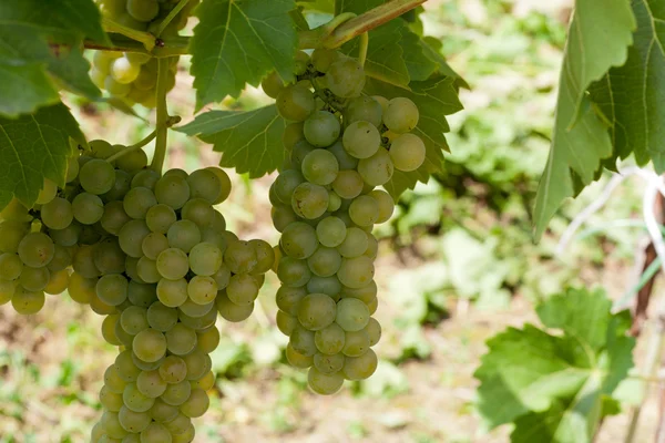 Uvas blancas en el viñedo —  Fotos de Stock