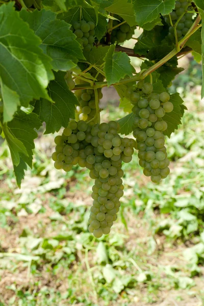 Uvas brancas na vinha — Fotografia de Stock