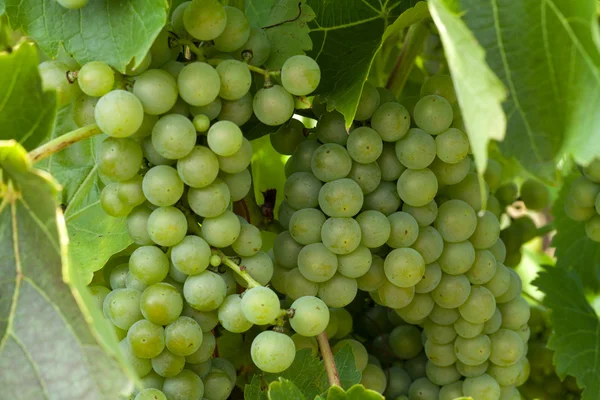 Uvas blancas en el viñedo —  Fotos de Stock