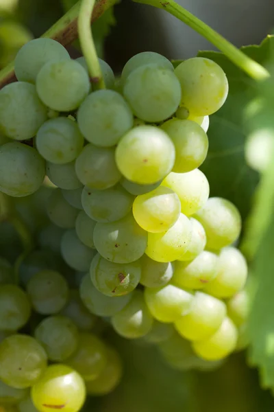 Białe winogrona w winnicy — Zdjęcie stockowe
