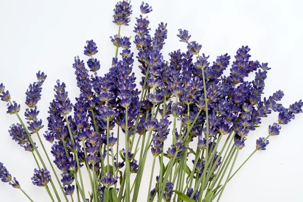 Lavendel geïsoleerd op witte achtergrond — Stockfoto