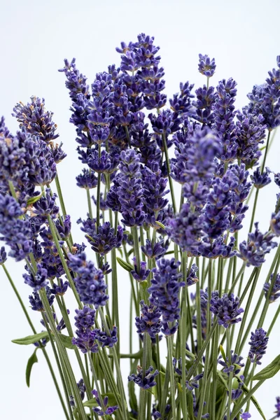 Lavanda isolata su fondo bianco — Foto Stock