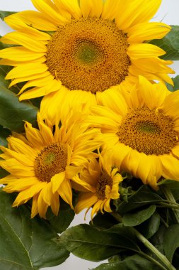 Beyaz arka plan üzerinde izole ayçiçeği