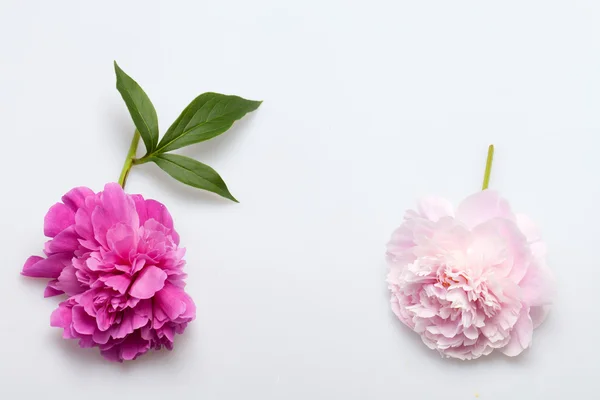 Peony flower Stock Image