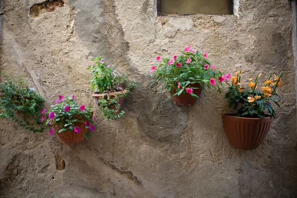 Çiçekler bir evin duvarında asılı — Stok fotoğraf