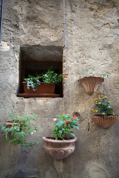 Blumen hängen an Hauswand — Stockfoto