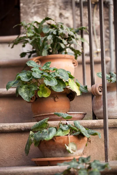 Flowers in pots on the stone steps medieval house in Assisi, — Stock Photo, Image