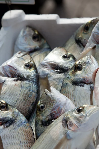 Pescado fresco en hielo en el mercado — Foto de Stock