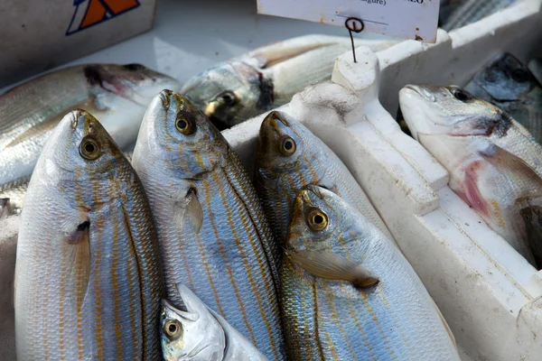 Fresh fish on ice on the market — Stock Photo, Image