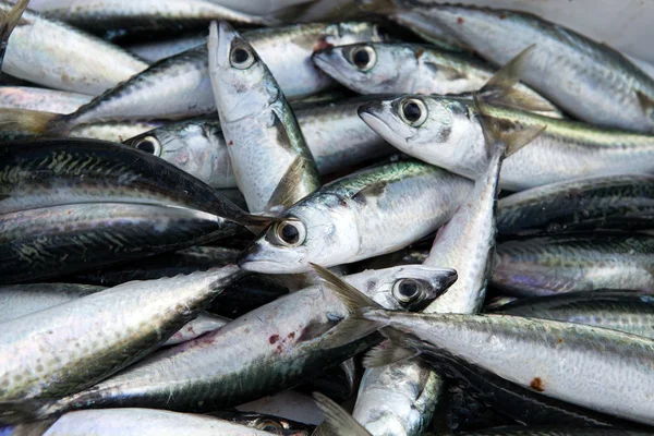 Pescado fresco en hielo en el mercado —  Fotos de Stock