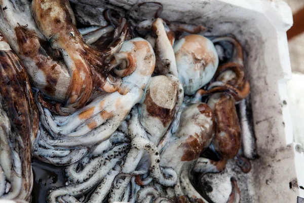 Pulpo fresco en un mercado de alimentos —  Fotos de Stock