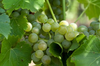 Üzüm bağında beyaz üzümler