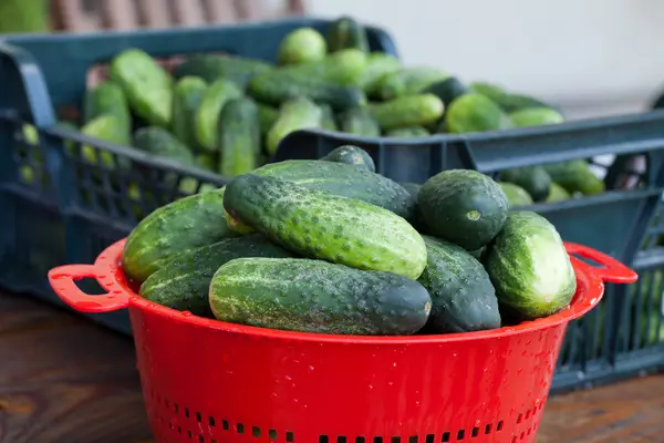 Cetriolo verde isolato su sfondo bianco — Foto Stock