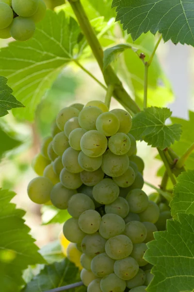 Uvas blancas en el viñedo —  Fotos de Stock