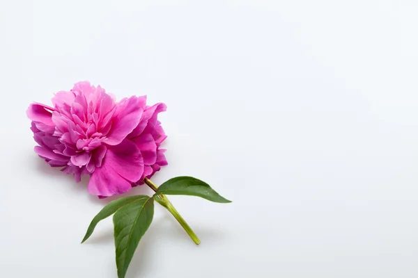 Pion blomma — Stockfoto