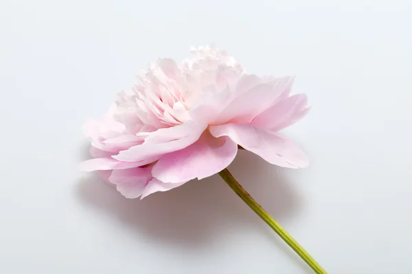 Pivoine fleur — Photo
