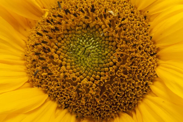 Середина соняшнику крупним планом — стокове фото