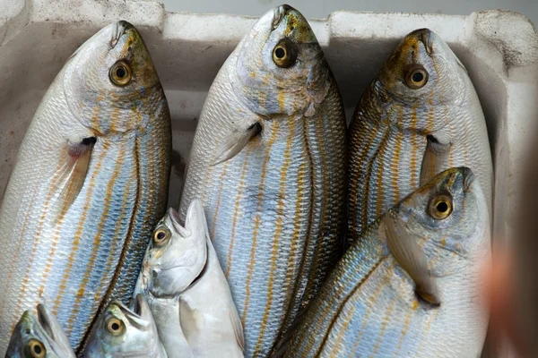 Verse vis op ijs op de markt — Stockfoto