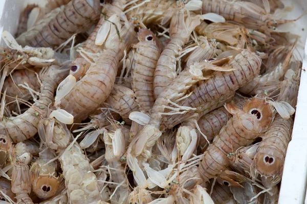 Fresh shrimp — Stock Photo, Image