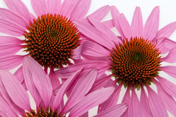 Pink coneflower head, isolated on white background — Stock Photo, Image