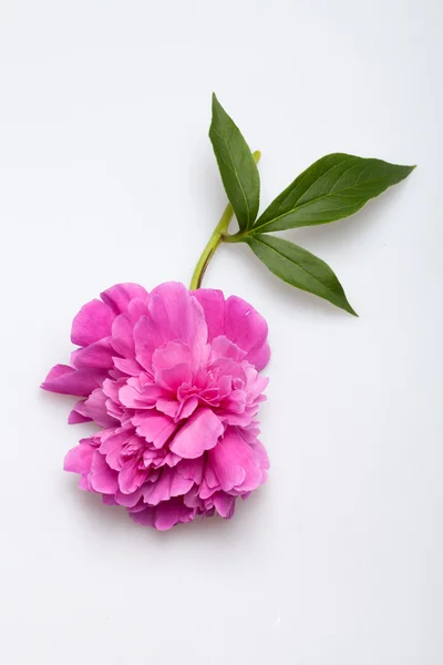 Fiore di peonia — Foto Stock