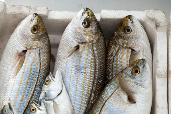 Peixe fresco no gelo no mercado — Fotografia de Stock