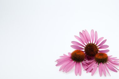 pembe coneflower kafa