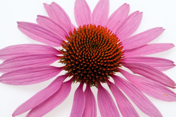 Pink coneflower head — Stock Photo, Image