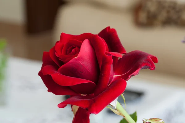 Skönhet röda rosor — Stockfoto