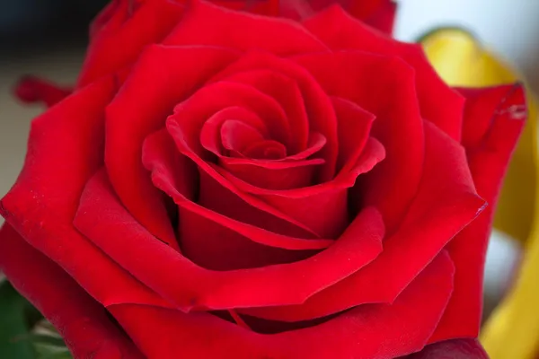 Beauty Red Roses — Stock Photo, Image