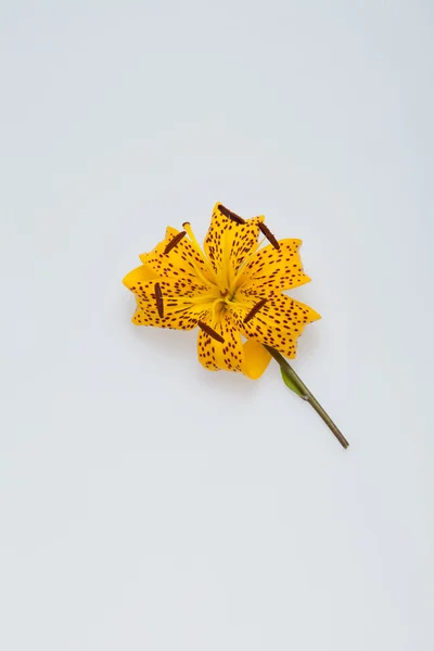 Single yellow lily flower head — Stock Photo, Image