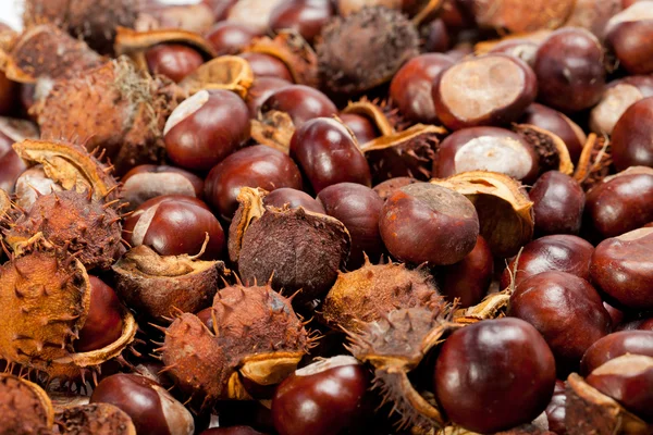 Castañas maduras — Foto de Stock