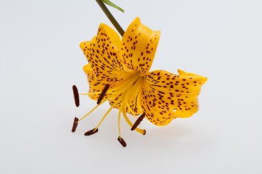 Tek sarı Zambak çiçeği kafa