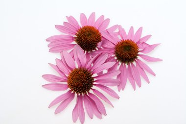 pembe coneflower kafa, izole üzerinde beyaz arka plan
