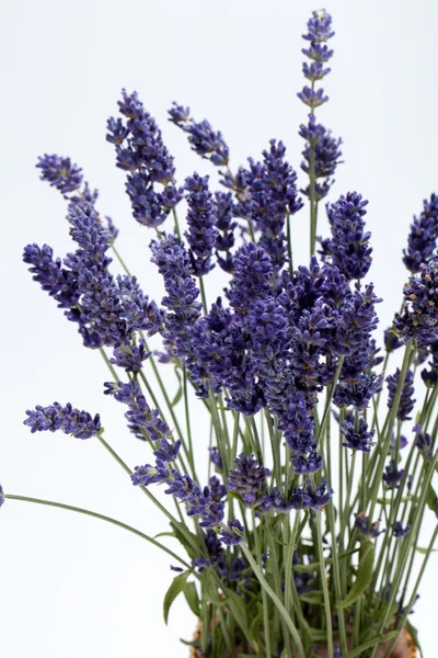 Lavender isolated on white background — Stock Photo, Image