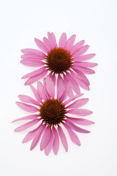 Pink coneflower head, isolated on white background — Stock Photo, Image