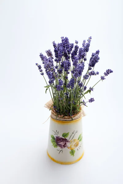 Annaffiatoio, brocca e lavanda isolati su bianco — Foto Stock