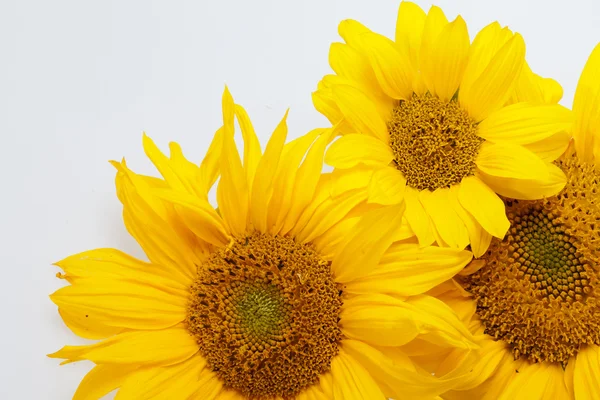 Girasoli isolati su sfondo bianco — Foto Stock