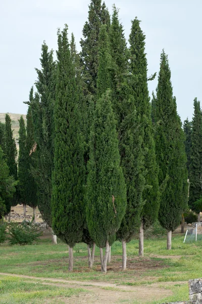 Idyllische landschap met cypress — Stockfoto