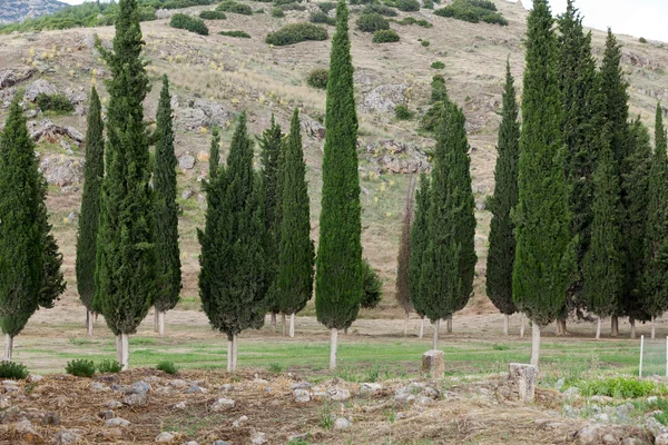 Idyllische landschap met cypress — Stockfoto