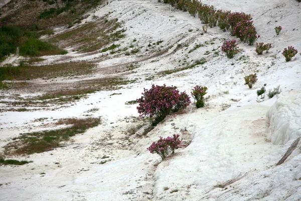 Pamukkale hindisinin içinde travertin havuzları ve terasları — Stok fotoğraf