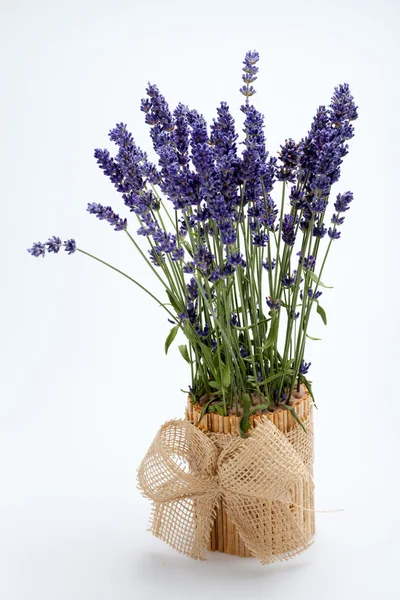 Lavendel geïsoleerd op witte achtergrond — Stockfoto