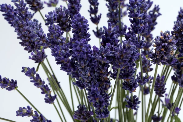 Lavanda isolata su fondo bianco — Foto Stock