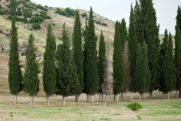 Paisagem idílica com cipreste — Fotografia de Stock